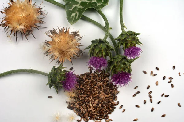 Nasiona Ostu Mlecznego Kwiatami Silybum Marianum Scotch Thistle Marian Oset — Zdjęcie stockowe