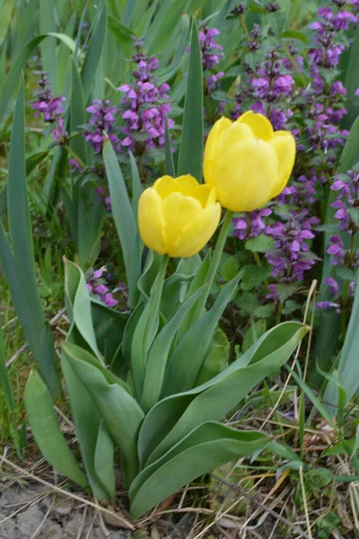 Tulipán Amarillo Rojo Marzo Tulipán Tulipa Gesneriana Jardín Hermosas Flores —  Fotos de Stock