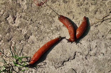 Avrupa Kırmızı Sümüklüböceği, kabuksuz bir karasal gastropod yumuşakçasıdır..