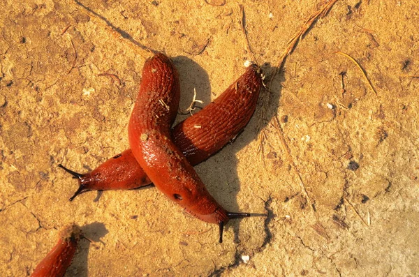 European Red Slug Mollusco Gasteropode Terrestre Senza Guscio Lumaca Con — Foto Stock