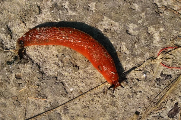 European Red Slug Mollusco Gasteropode Terrestre Senza Guscio Lumaca Con — Foto Stock