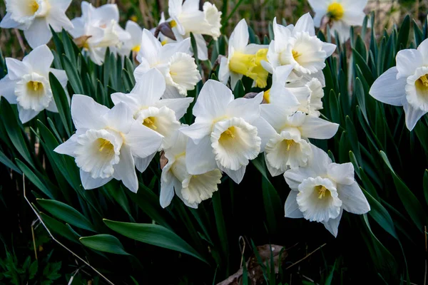 Helle Narzissenblüten Aus Nächster Nähe Nahaufnahme Schöner Gelber Narzissenblüten — Stockfoto