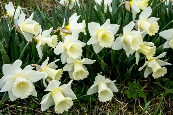 Fényes Nárcisz Virágok Közel Közelkép Gyönyörű Sárga Nárcisz Virágok — Stock Fotó