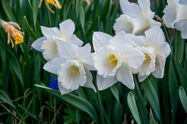 明るいナルシスの花 クローズアップ美しい黄色のナルシスの花の近くのビュー — ストック写真