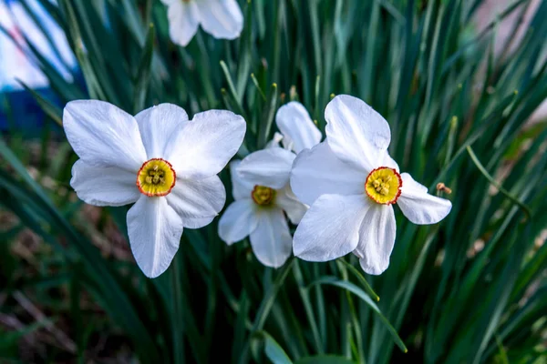 Ljusa Narcissus Blommor Närbild Vackra Gula Narcissus Blommor — Stockfoto