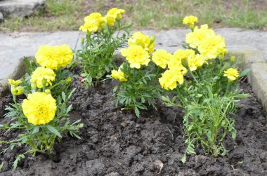 Bahçede açan kadife çiçeği, sarı çiçekler. Çiçek tarlasında sarı çiçekler.