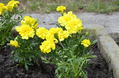 Bahçede açan kadife çiçeği, sarı çiçekler. Çiçek tarlasında sarı çiçekler.