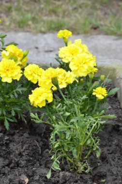 Bahçede açan kadife çiçeği, sarı çiçekler. Çiçek tarlasında sarı çiçekler.