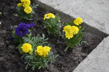 Çiçek açan bahar çiçekleri çiçek tarhında..