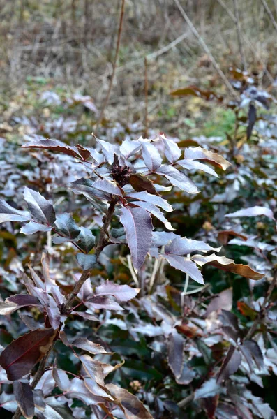 Ώριμα Μπλε Φρούτα Του Mahonia Berberis Aquifolium Κρέμονται Ένα Μικρό — Φωτογραφία Αρχείου