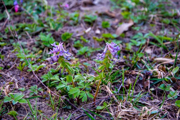 Corydalis Cava Tidig Vår Vilda Skog Blommor Blom Vit Violett — Stockfoto