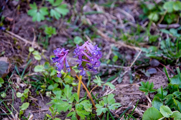 Corydalis Cava Tidig Vår Vilda Skog Blommor Blom Vit Violett — Stockfoto