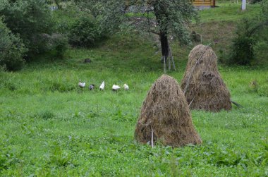 Dağlı ve bulutlu kırsal yaz manzarası. Ukrayna Karpatları 'nın dağlarındaki köyde saman yığını.