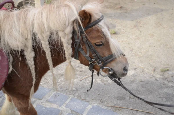 ハーネスの若いポニーの頭 接近中だ コピースペース 飼育下での動物の飼育 家畜保護の問題 — ストック写真