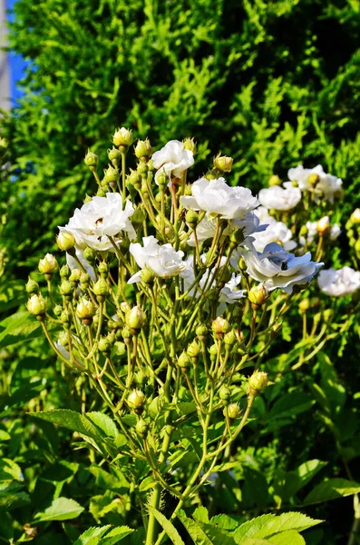 Piękny Krzak Białymi Kwiatami Dzikiej Angielskiej Róży Ogrodzie Piękny Krajobraz — Zdjęcie stockowe