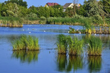 Mavi gölde yüzen yalnız martıların yüksek açılı görüntüsü.