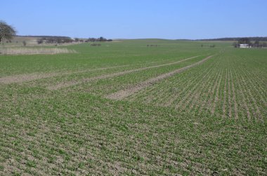 Yeşil buğday tarlası ve teknolojik traktör izleri. Tarlalarda mahsul yetiştiriyorlar. Yukarıdan görüntüle.
