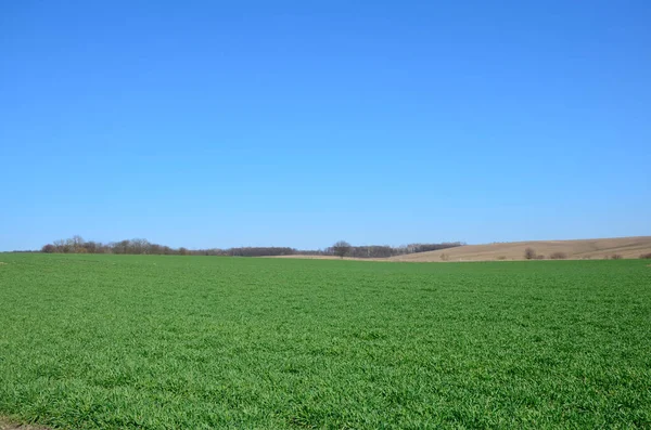 Зеленое Пшеничное Поле Технологические Тракторные Борозды Выращивание Урожая Полях Вид — стоковое фото
