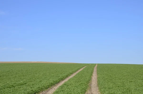 Зелене Пшеничне Поле Технологічні Тракторні Борони Вирощування Зернових Полях Вид — стокове фото