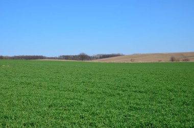Tarım, baharda buğday tarlası. İlkbaharda taze buğday tarlası, toprakta yetişen tohumlar..