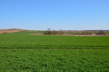 Tarım, baharda buğday tarlası. İlkbaharda taze buğday tarlası, toprakta yetişen tohumlar..