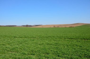 Tarım, baharda buğday tarlası. İlkbaharda taze buğday tarlası, toprakta yetişen tohumlar..