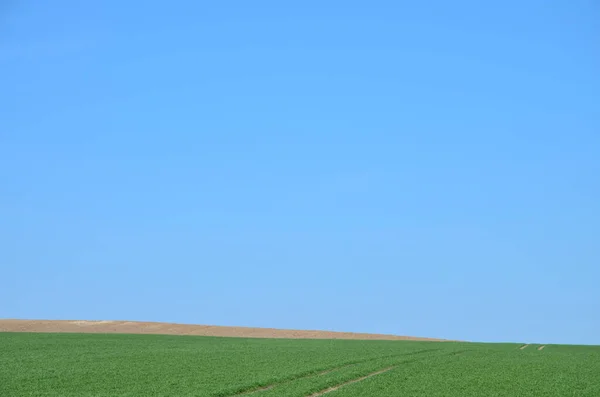 Сільське Господарство Пшеничне Поле Навесні Молоде Пшеничне Поле Навесні Розсада — стокове фото
