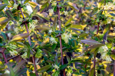 Bahar bahçesinde çiçek açan hanımeli çiçekleri. Lonicera kaerulea çalısı. Bahar bahçesinde çiçek açan hanımeli çiçekleri.