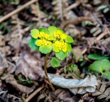 Alternatif bırakılmış Altın Saksafon, Alternatif Yaprak Altın Saksafon, Altın Saksafon (Chrysosplenium alternifolium)