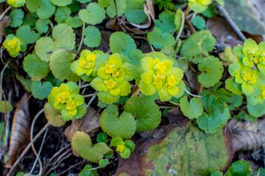 Alternatif bırakılmış Altın Saksafon, Alternatif Yaprak Altın Saksafon, Altın Saksafon (Chrysosplenium alternifolium)