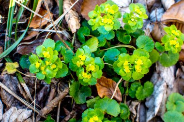 Alternatif bırakılmış Altın Saksafon, Alternatif Yaprak Altın Saksafon, Altın Saksafon (Chrysosplenium alternifolium)