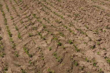 Bir sıra taze soya filizleri yükseliyor. Tarımsal bir tarlada sıra sıra soya bitkisi. Genç soya fasulyesi avcıları. Genç soya tarlaları..