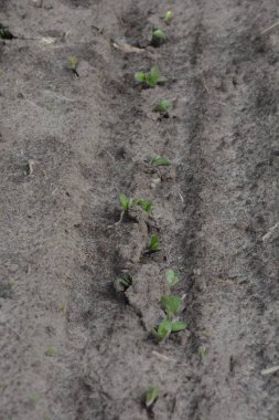 Bir sıra taze soya filizleri yükseliyor. Tarımsal bir tarlada sıra sıra soya bitkisi. Genç soya fasulyesi avcıları. Genç soya tarlaları..