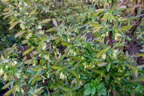 春の庭でスイカズラの花を咲かせます ロニチェラ カエルーリア ブッシュ 春の庭でスイカズラの花を咲かせます — ストック写真