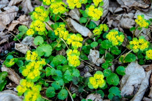 Váltólevelű Aranyszaxifrázs Váltólevelű Aranyszaxifrázs Aranyszaxifrázs Chrysosplenium Alternifolium — Stock Fotó