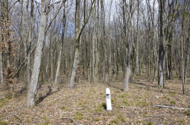 İlkbaharda, doğada güneş ışığı altında, ormanın derinliklerinde güzel beyaz şakayık çiçekleri. Bahar ormanı manzarası çiçek açan çiçeklerle kaplı. Doğayı, şakayık çiçekleri kaplayan ormanı..