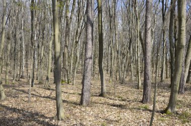 İlkbaharda, doğada güneş ışığı altında, ormanın derinliklerinde güzel beyaz şakayık çiçekleri. Bahar ormanı manzarası çiçek açan çiçeklerle kaplı. Doğayı, şakayık çiçekleri kaplayan ormanı..