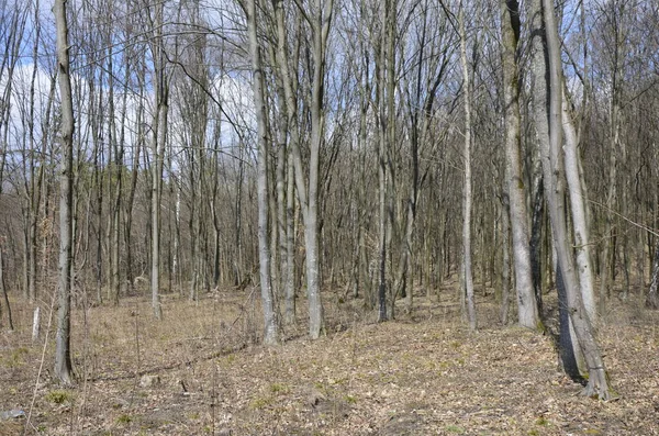 İlkbaharda, doğada güneş ışığı altında, ormanın derinliklerinde güzel beyaz şakayık çiçekleri. Bahar ormanı manzarası çiçek açan çiçeklerle kaplı. Doğayı, şakayık çiçekleri kaplayan ormanı..