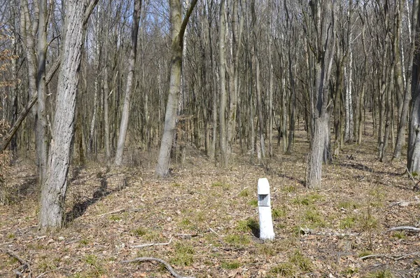İlkbaharda, doğada güneş ışığı altında, ormanın derinliklerinde güzel beyaz şakayık çiçekleri. Bahar ormanı manzarası çiçek açan çiçeklerle kaplı. Doğayı, şakayık çiçekleri kaplayan ormanı..