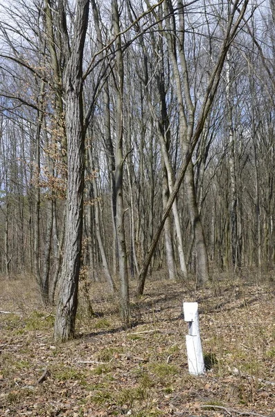 İlkbaharda, doğada güneş ışığı altında, ormanın derinliklerinde güzel beyaz şakayık çiçekleri. Bahar ormanı manzarası çiçek açan çiçeklerle kaplı. Doğayı, şakayık çiçekleri kaplayan ormanı..