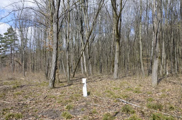 İlkbaharda, doğada güneş ışığı altında, ormanın derinliklerinde güzel beyaz şakayık çiçekleri. Bahar ormanı manzarası çiçek açan çiçeklerle kaplı. Doğayı, şakayık çiçekleri kaplayan ormanı..