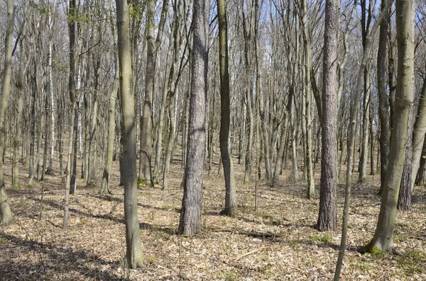 İlkbaharda, doğada güneş ışığı altında, ormanın derinliklerinde güzel beyaz şakayık çiçekleri. Bahar ormanı manzarası çiçek açan çiçeklerle kaplı. Doğayı, şakayık çiçekleri kaplayan ormanı..