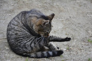 Güzel şirin kedi komik duygularla patisini yalıyor. Kedi yıkama ve yatakta kalma..