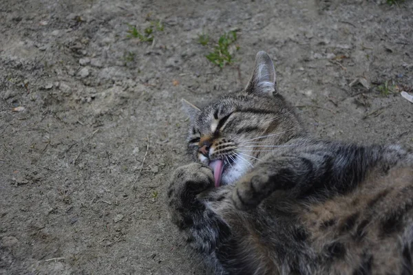 Bel Gatto Carino Leccare Zampa Sul Letto Elegante Con Emozioni — Foto Stock