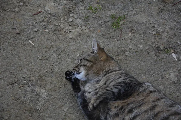 Schöne Süße Katze Leckt Seine Pfote Auf Stilvollem Bett Mit — Stockfoto