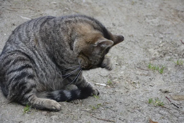 Schöne Süße Katze Leckt Seine Pfote Auf Stilvollem Bett Mit — Stockfoto