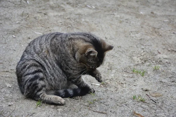 Güzel Şirin Kedi Komik Duygularla Patisini Yalıyor Kedi Yıkama Yatakta — Stok fotoğraf