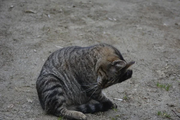Krásná Roztomilá Kočka Lízání Jeho Tlapky Stylové Posteli Legračními Emocemi — Stock fotografie