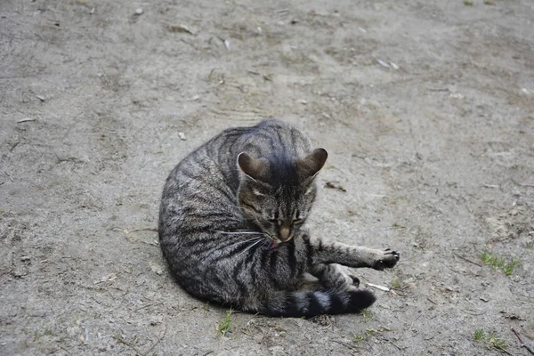 Schöne Süße Katze Leckt Seine Pfote Auf Stilvollem Bett Mit — Stockfoto