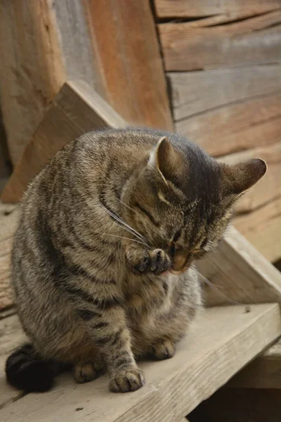 Beautiful Cute Cat Licking His Paw Stylish Bed Funny Emotions — Stock Photo, Image